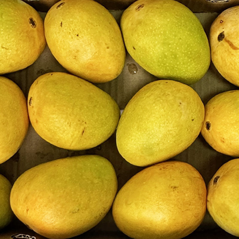 Indian Alphonso Mango Kesar Mango Badami Mango online UK SUJASH