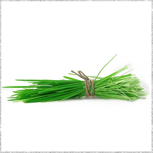 Shop online Durva Grass | Arugampul | Bermuda Grass 25g UK