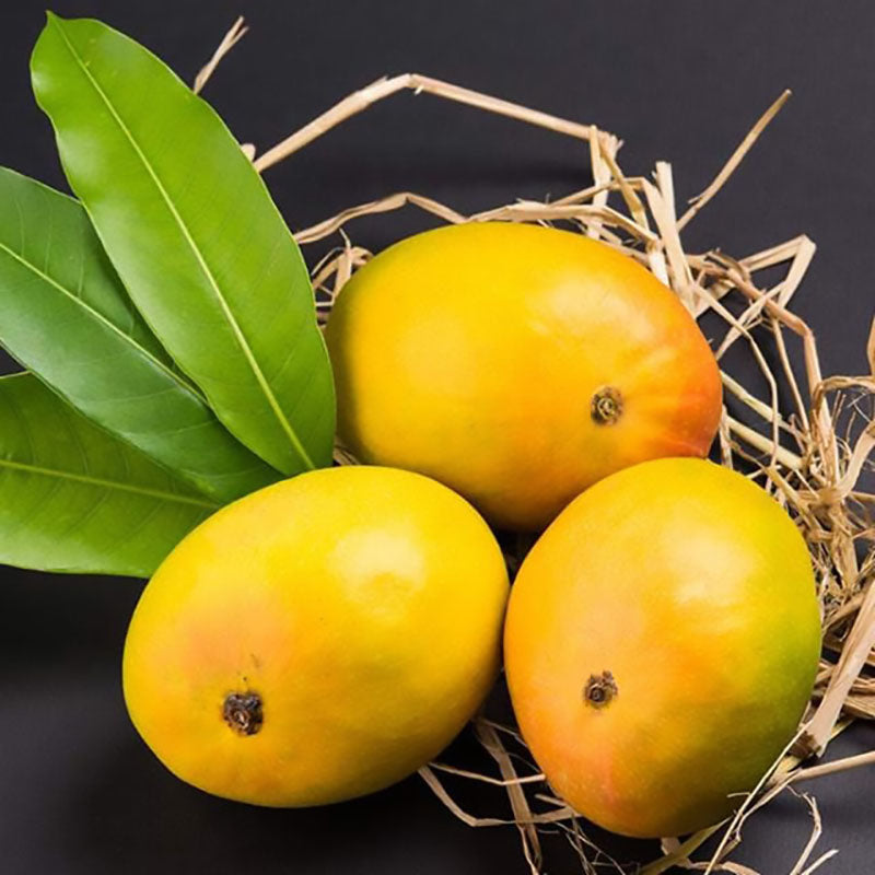 Indian alphonso mangos