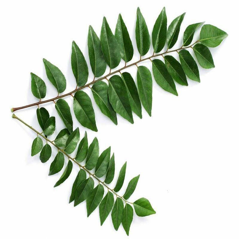 Indian Fresh Curry leaves - Indian vegetable online